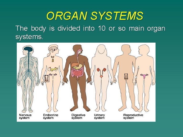 ORGAN SYSTEMS The body is divided into 10 or so main organ systems. 