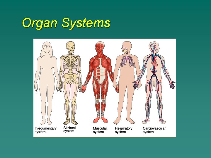 Organ Systems 