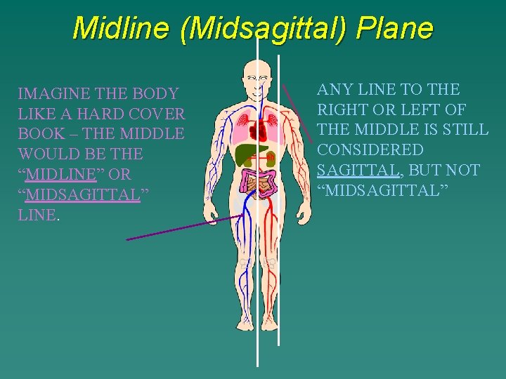 Midline (Midsagittal) Plane IMAGINE THE BODY LIKE A HARD COVER BOOK – THE MIDDLE