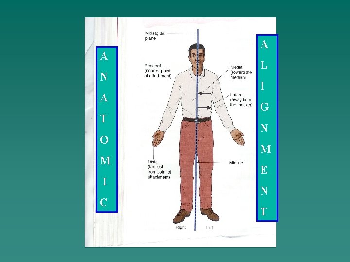 A N A T O M I C A L I G N M
