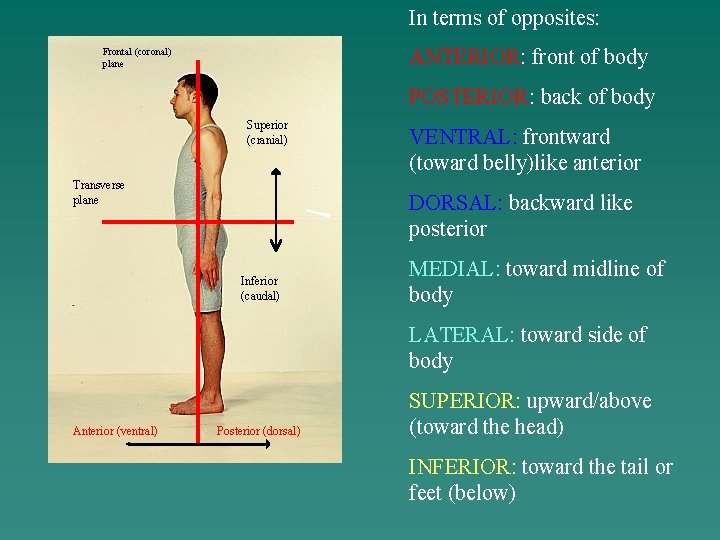 In terms of opposites: ANTERIOR: front of body Frontal (coronal) plane POSTERIOR: back of