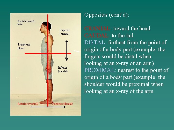 Opposites (cont’d): Frontal (coronal) plane Superior (cranial) Transverse plane Inferior (caudal) Anterior (ventral) Posterior