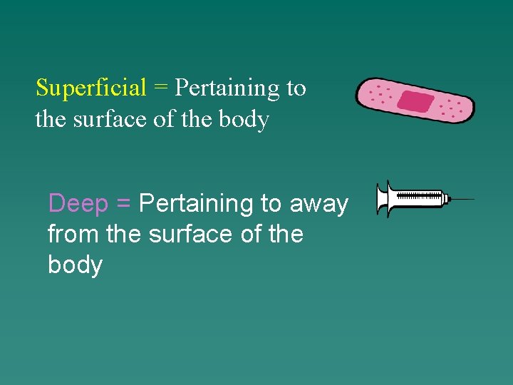 Superficial = Pertaining to the surface of the body Deep = Pertaining to away