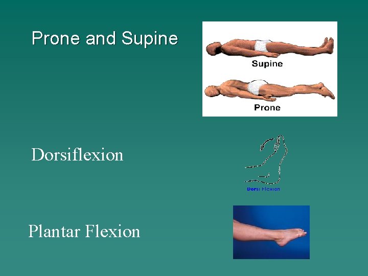Prone and Supine Dorsiflexion Plantar Flexion 