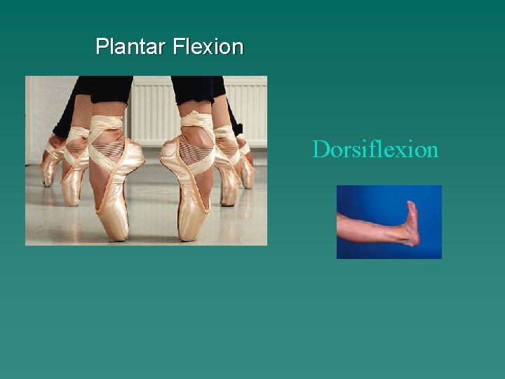 Plantar Flexion Dorsiflexion 