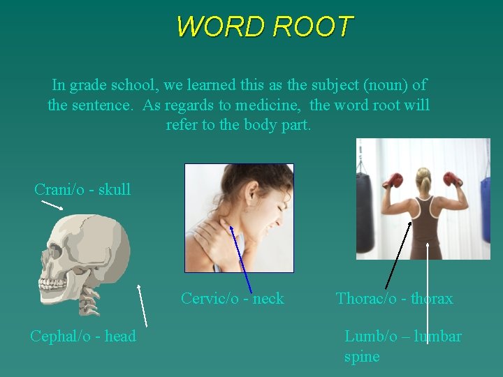 WORD ROOT In grade school, we learned this as the subject (noun) of the