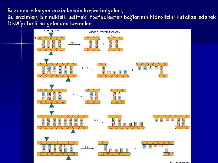 Bazı restriksiyon enzimlerinin kesim bölgeleri; Bu enzimler, bir nükleik asitteki fosfodiester bağlarının hidrolizini katalize