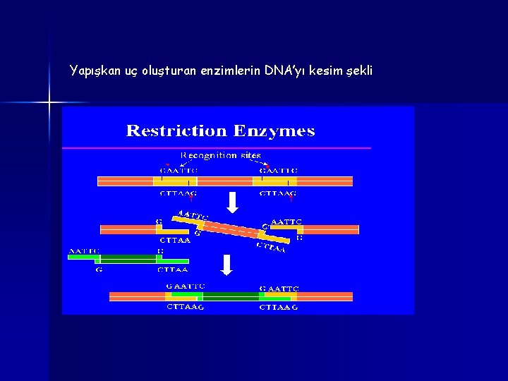 Yapışkan uç oluşturan enzimlerin DNA’yı kesim şekli 