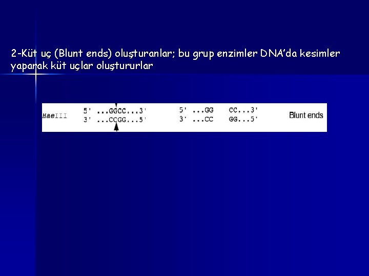 2 -Küt uç (Blunt ends) oluşturanlar; bu grup enzimler DNA’da kesimler yaparak küt uçlar