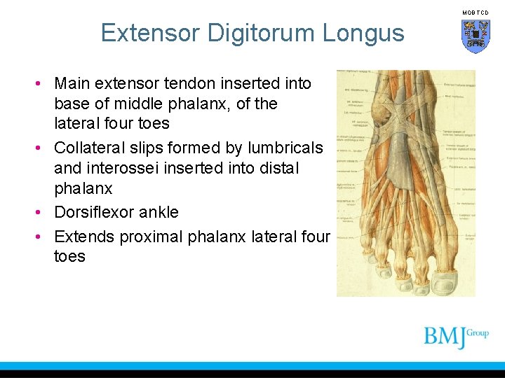 MOB TCD Extensor Digitorum Longus • Main extensor tendon inserted into base of middle