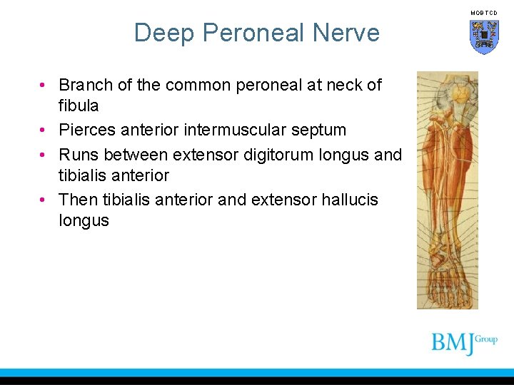 MOB TCD Deep Peroneal Nerve • Branch of the common peroneal at neck of