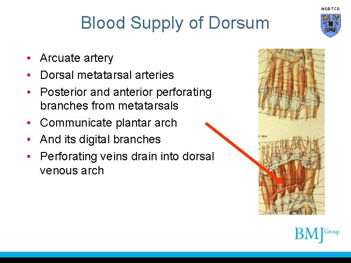 MOB TCD Blood Supply of Dorsum • Arcuate artery • Dorsal metatarsal arteries •