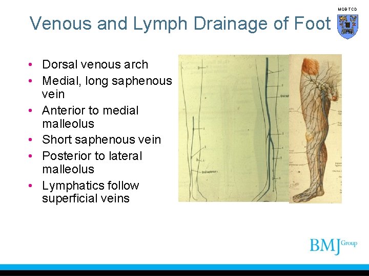 MOB TCD Venous and Lymph Drainage of Foot • Dorsal venous arch • Medial,