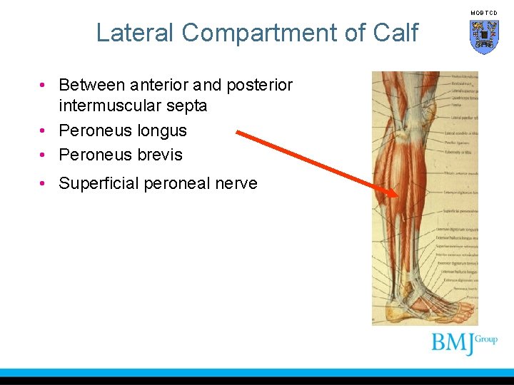 MOB TCD Lateral Compartment of Calf • Between anterior and posterior intermuscular septa •