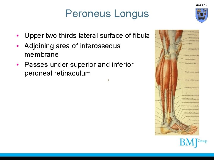 MOB TCD Peroneus Longus • Upper two thirds lateral surface of fibula • Adjoining
