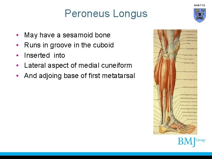 MOB TCD Peroneus Longus • • • May have a sesamoid bone Runs in