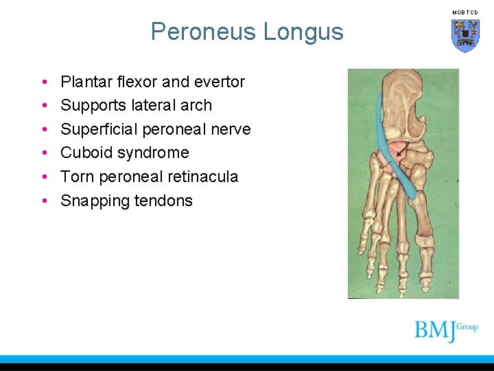 MOB TCD Peroneus Longus • • • Plantar flexor and evertor Supports lateral arch