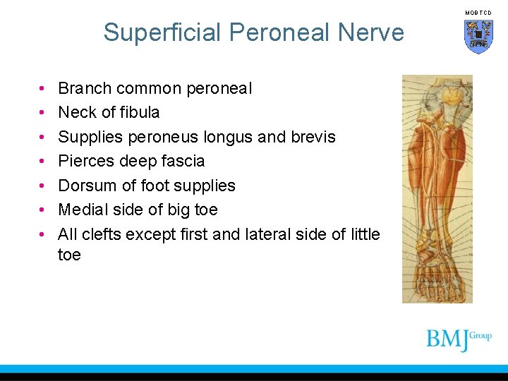 MOB TCD Superficial Peroneal Nerve • • Branch common peroneal Neck of fibula Supplies