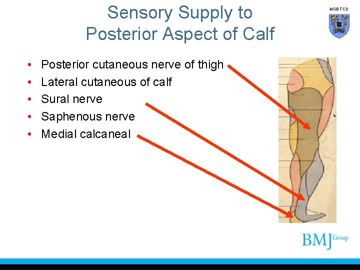 Sensory Supply to Posterior Aspect of Calf • • • Posterior cutaneous nerve of