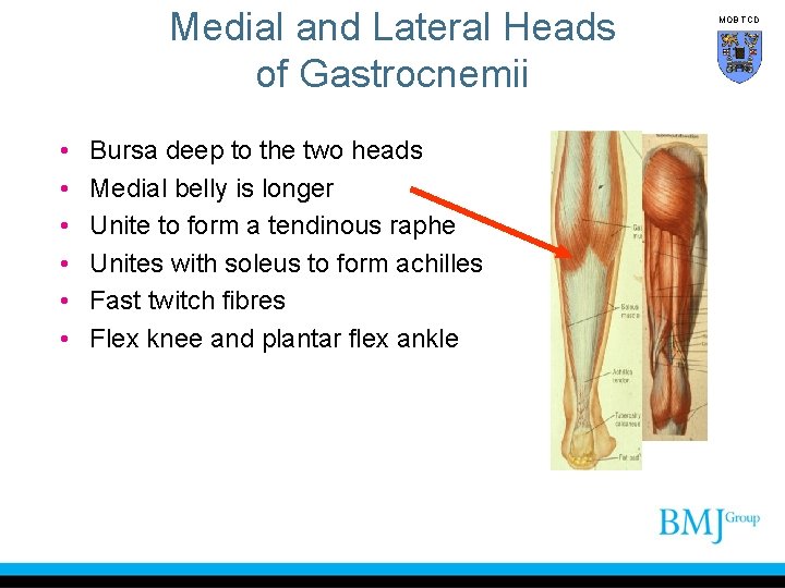 Medial and Lateral Heads of Gastrocnemii • • • Bursa deep to the two
