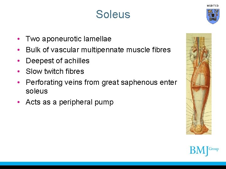 MOB TCD Soleus • • • Two aponeurotic lamellae Bulk of vascular multipennate muscle