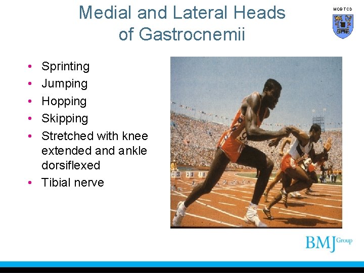 Medial and Lateral Heads of Gastrocnemii • • • Sprinting Jumping Hopping Skipping Stretched