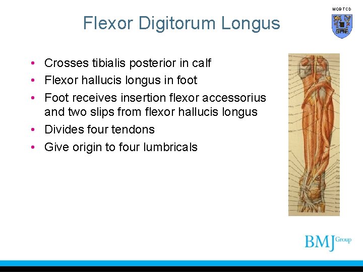 MOB TCD Flexor Digitorum Longus • Crosses tibialis posterior in calf • Flexor hallucis