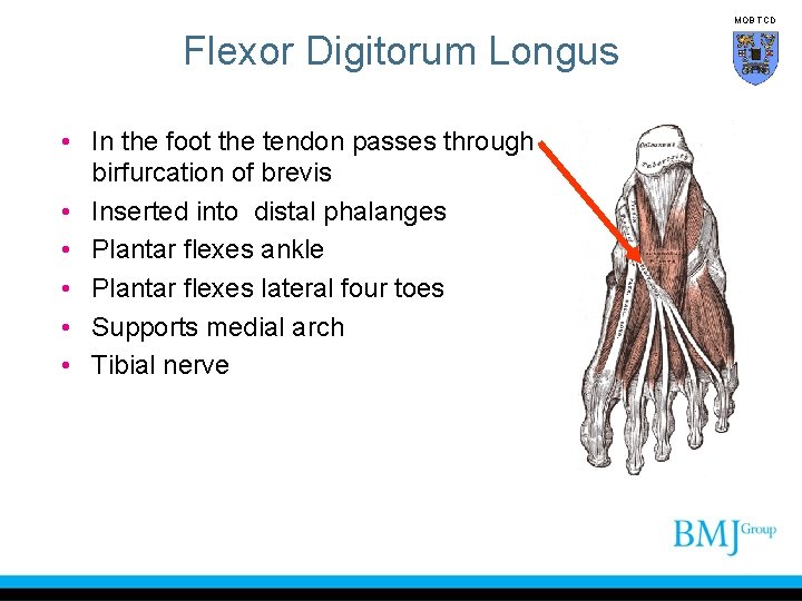 MOB TCD Flexor Digitorum Longus • In the foot the tendon passes through birfurcation