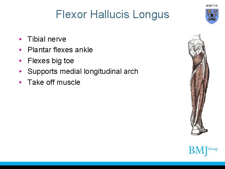 MOB TCD Flexor Hallucis Longus • • • Tibial nerve Plantar flexes ankle Flexes
