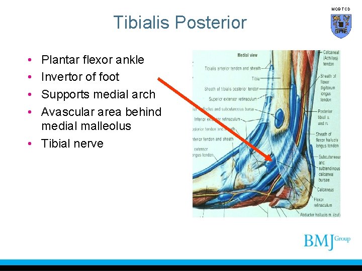 MOB TCD Tibialis Posterior • • Plantar flexor ankle Invertor of foot Supports medial