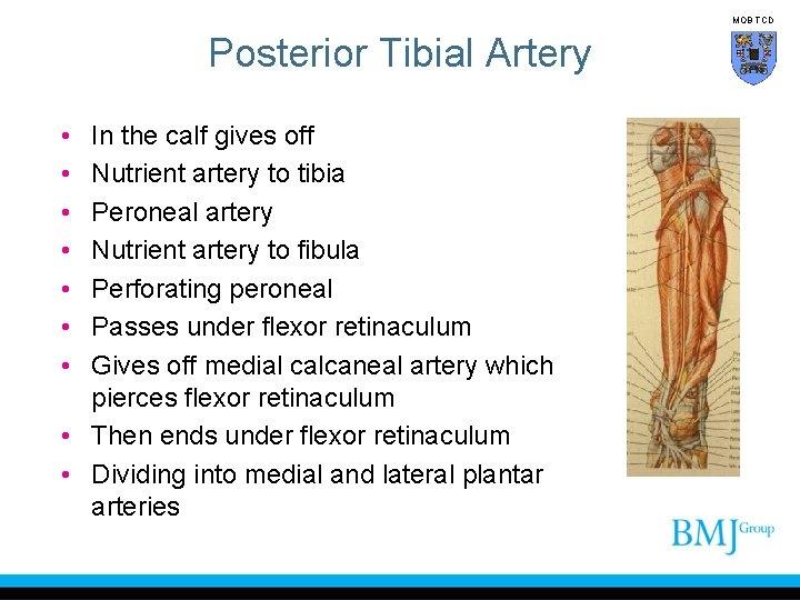 MOB TCD Posterior Tibial Artery • • In the calf gives off Nutrient artery