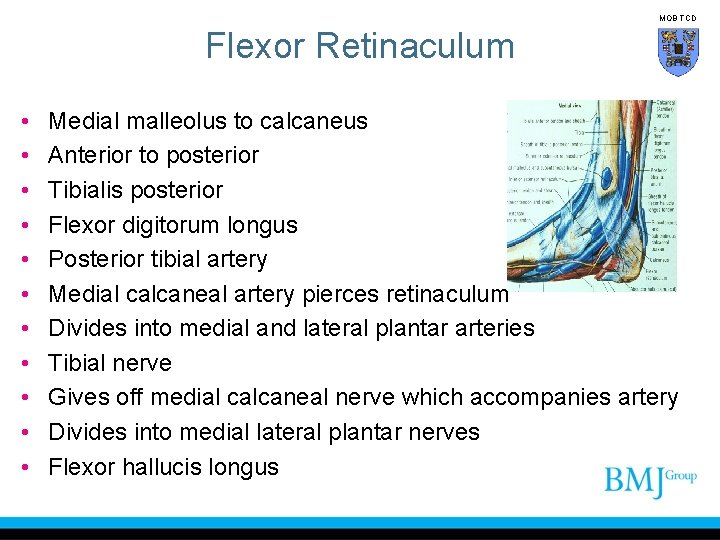 MOB TCD Flexor Retinaculum • • • Medial malleolus to calcaneus Anterior to posterior