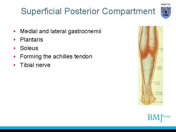 MOB TCD Superficial Posterior Compartment • • • Medial and lateral gastrocnemii Plantaris Soleus