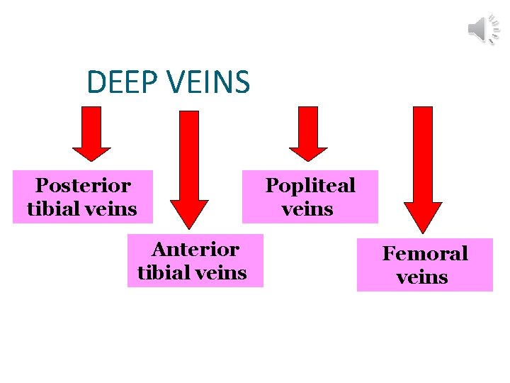 DEEP VEINS Posterior tibial veins Anterior tibial veins Popliteal veins Femoral veins 