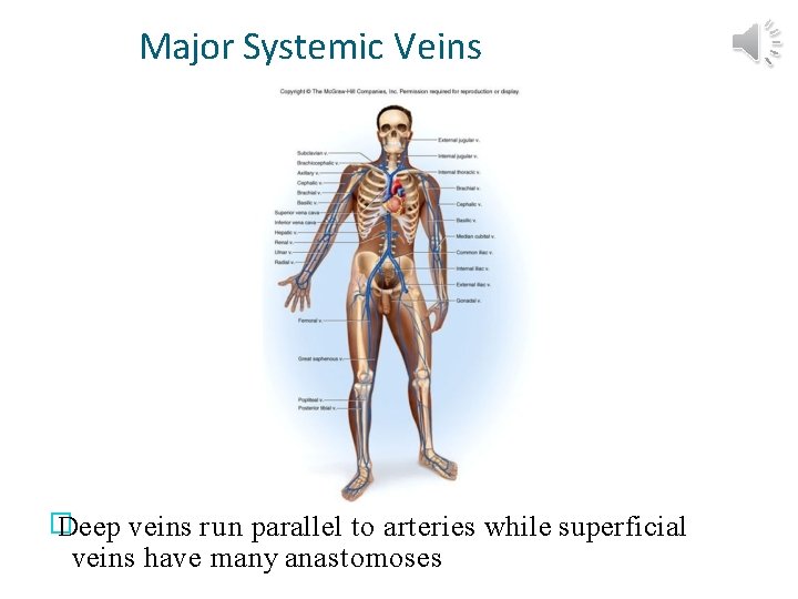 Major Systemic Veins � Deep veins run parallel to arteries while superficial veins have