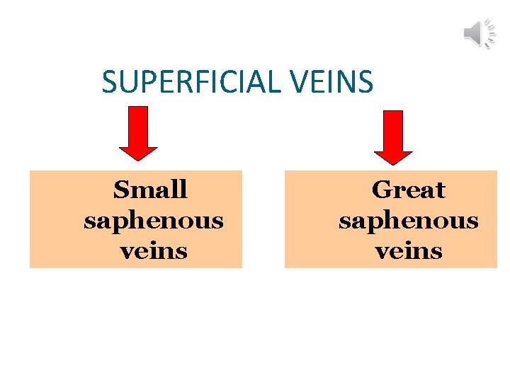 SUPERFICIAL VEINS Small saphenous veins Great saphenous veins 