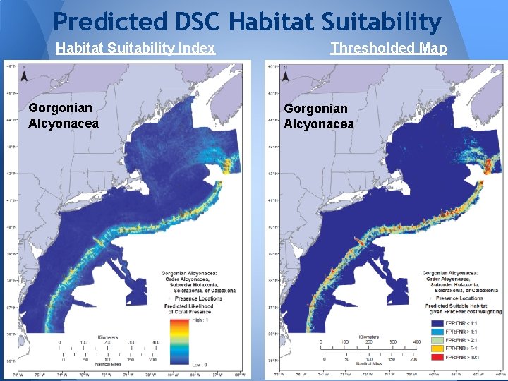 Predicted DSC Habitat Suitability Index Gorgonian Alcyonacea Thresholded Map Gorgonian Alcyonacea 