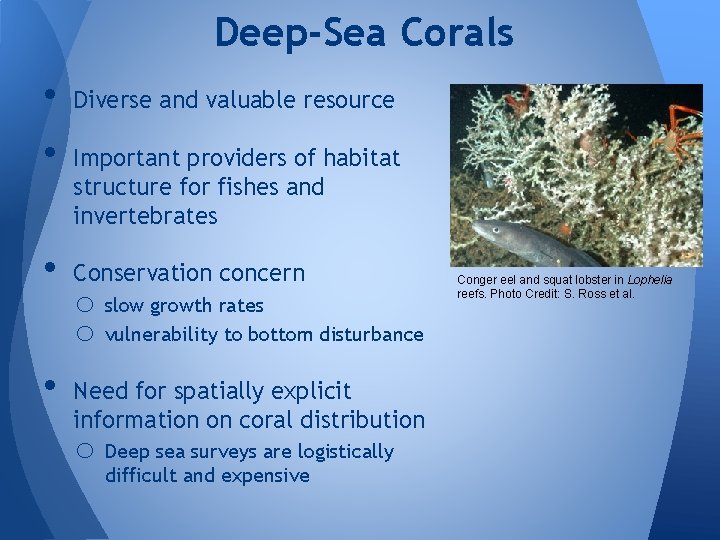 Deep-Sea Corals • • Diverse and valuable resource Important providers of habitat structure for