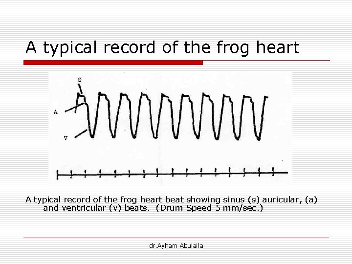 A typical record of the frog heart beat showing sinus (s) auricular, (a) and