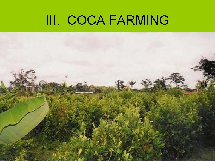 III. COCA FARMING 