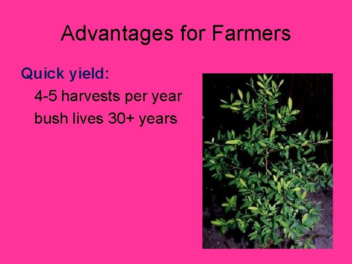 Advantages for Farmers Quick yield: 4 -5 harvests per year bush lives 30+ years