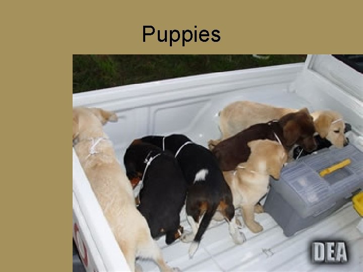 Puppies 
