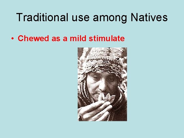 Traditional use among Natives • Chewed as a mild stimulate 