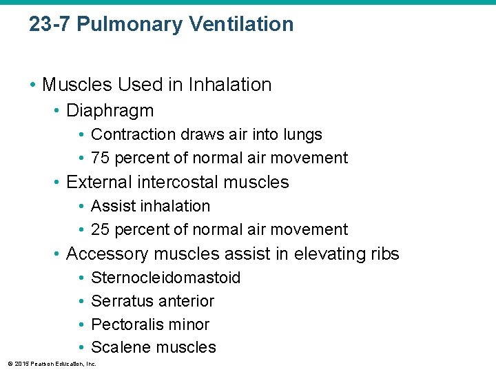 23 -7 Pulmonary Ventilation • Muscles Used in Inhalation • Diaphragm • Contraction draws