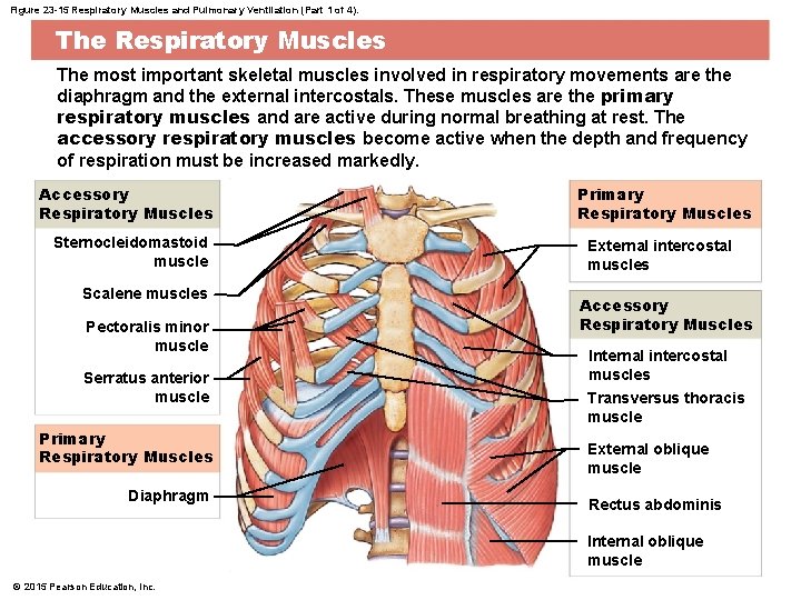 Figure 23 -15 Respiratory Muscles and Pulmonary Ventilation (Part 1 of 4). The Respiratory