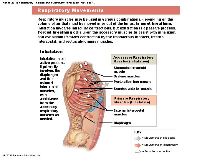Figure 23 -15 Respiratory Muscles and Pulmonary Ventilation (Part 3 of 4). Respiratory Movements