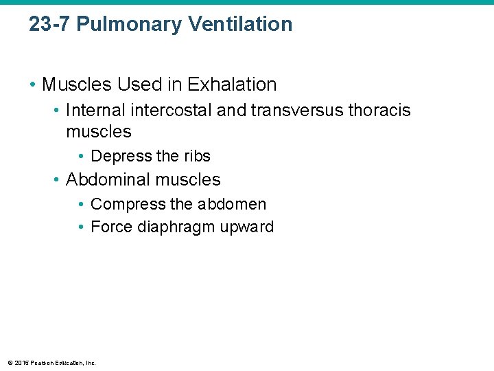 23 -7 Pulmonary Ventilation • Muscles Used in Exhalation • Internal intercostal and transversus