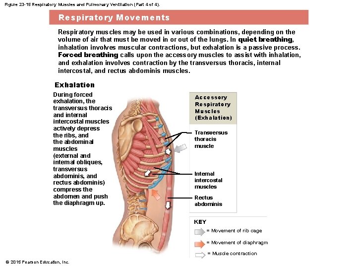 Figure 23 -15 Respiratory Muscles and Pulmonary Ventilation (Part 4 of 4). Respiratory Movements