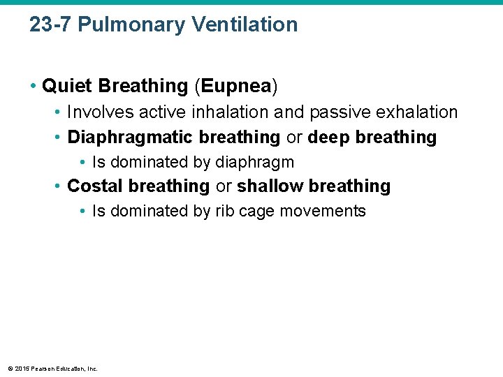 23 -7 Pulmonary Ventilation • Quiet Breathing (Eupnea) • Involves active inhalation and passive