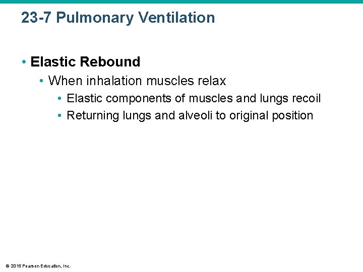 23 -7 Pulmonary Ventilation • Elastic Rebound • When inhalation muscles relax • Elastic